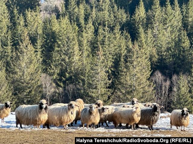 Why Hutsul Sheep Wool Isn't Just Wool